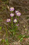 Curtiss' milkwort